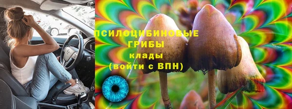 шишки Верея